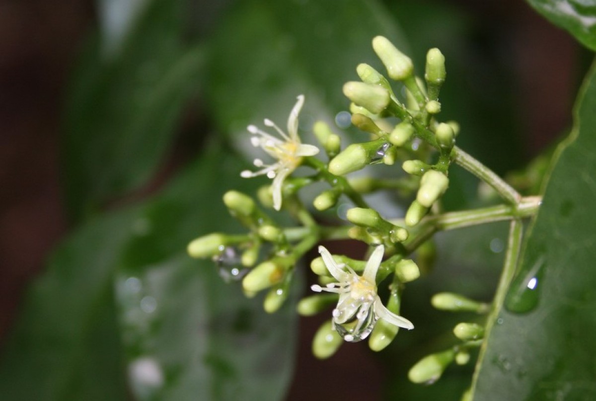 Acronychia pedunculata (L.) Miq.